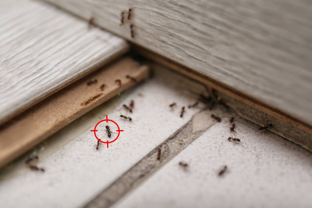 Best Pest Removal Services  in Creve Coeur, IL