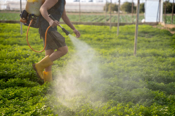 Best Ant Control Services  in Creve Coeur, IL